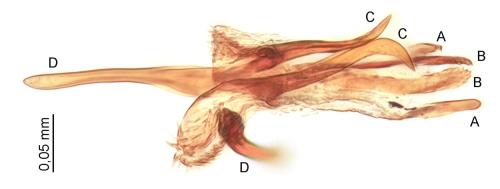 Heterothops minutus